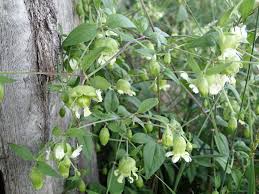 Attēlu rezultāti vaicājumam “Silene baccifera flower”