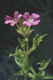 Attēlu rezultāti vaicājumam “Epilobium hirsutum”