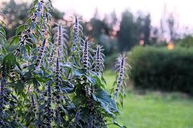Attēlu rezultāti vaicājumam “Leonurus cardiaca flower”