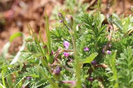 Attēlu rezultāti vaicājumam “Erodium cicutarium leaf”