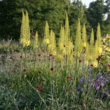 Image result for Steppenkerze