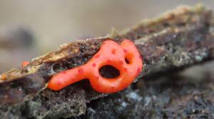 Attēlu rezultāti vaicājumam “Willkommlangea reticulata macro”