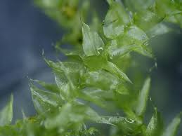 Attēlu rezultāti vaicājumam “Rhynchostegiella tenella macro”