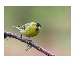 Attēlu rezultāti vaicājumam “Carduelis spinus female”