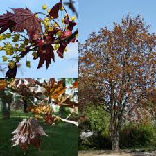 Attēlu rezultāti vaicājumam “Acer platanoides fo. schwedleri”