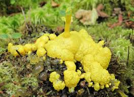 Attēlu rezultāti vaicājumam “Badhamia lilacina macro”