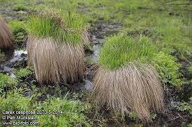 Attēlu rezultāti vaicājumam “Carex cespitosa flower”