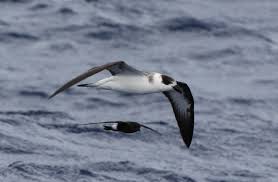 Image result for Pterodroma hasitata