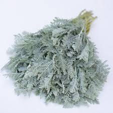 Image result for Chrysanthemum ptarmiciflorum