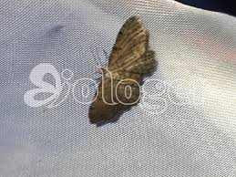 Attēlu rezultāti vaicājumam “Anticollix sparsata”