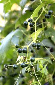 Attēlu rezultāti vaicājumam “Bryonia alba fruit”