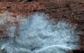 Attēlu rezultāti vaicājumam “Byssocorticium atrovirens”