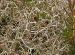 Attēlu rezultāti vaicājumam “Cladonia ciliata”