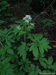 Attēlu rezultāti vaicājumam “Chaerophyllum aromaticum”