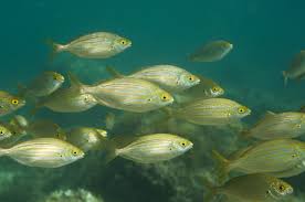 Image result for Sarpa salpa