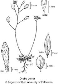 Attēlu rezultāti vaicājumam “Erophila verna fruit”