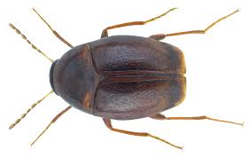 Attēlu rezultāti vaicājumam “Scaphisoma sp.”