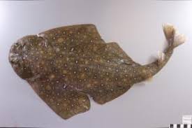 Image result for Squatina dumeril