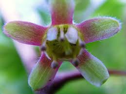 Attēlu rezultāti vaicājumam “Ribes uva-crispa flower”