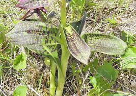 Attēlu rezultāti vaicājumam “Dactylorhiza cruenta leaf”