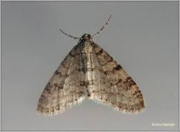 Attēlu rezultāti vaicājumam “Trichopteryx carpinata”