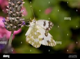 Attēlu rezultāti vaicājumam “Pontia edusa”