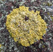 Attēlu rezultāti vaicājumam “Xanthoria parietina”