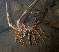 Image result for Palinurus elephas