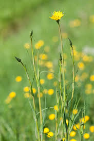 Attēlu rezultāti vaicājumam “Tragopogon pratensis subsp. pratensis”