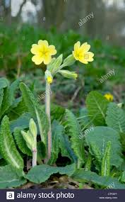 Image result for Schlüsselblumen