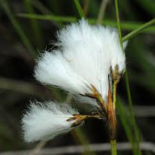 Attēlu rezultāti vaicājumam “Eriophorum gracile fruit”