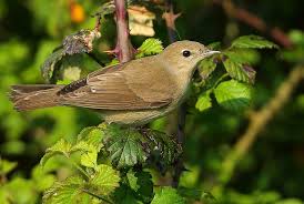 Attēlu rezultāti vaicājumam “Sylvia borin”