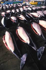 Image result for japan dolphin slaughter