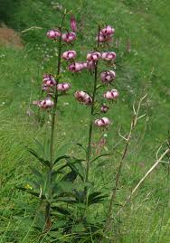 Attēlu rezultāti vaicājumam “Lilium martagon”