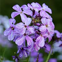 Image result for Tanacetum parthenium 'Tetraweiss'