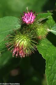 Attēlu rezultāti vaicājumam “Arctium nemorosum”