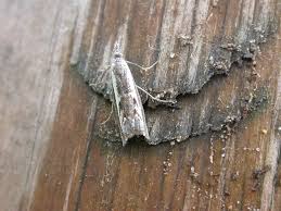 Attēlu rezultāti vaicājumam “Platytes alpinella”