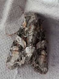 Attēlu rezultāti vaicājumam “Lacanobia contigua”