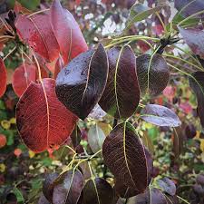 Attēlu rezultāti vaicājumam “Pyrus pyraster leaf”
