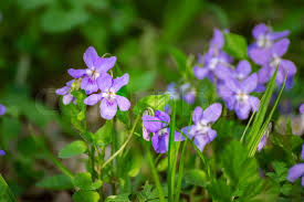 Attēlu rezultāti vaicājumam “Viola reichenbachiana flower”