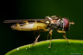 Attēlu rezultāti vaicājumam “Syrphidae”
