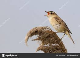 Attēlu rezultāti vaicājumam “Acrocephalus schoenobaenus adult”