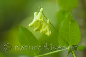 Attēlu rezultāti vaicājumam “Vicia pisiformis”