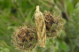 Attēlu rezultāti vaicājumam “Thiodia citrana”