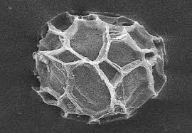 Attēlu rezultāti vaicājumam “Physarum bitectum”