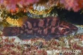 Image result for Labrus bergylta