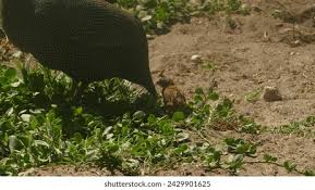 Attēlu rezultāti vaicājumam “Numida meleagris adult”