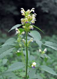 Attēlu rezultāti vaicājumam “Galeopsis speciosa”