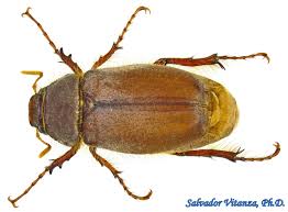 Attēlu rezultāti vaicājumam “Scarabaeidae”