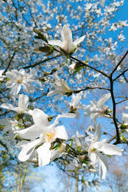 Attēlu rezultāti vaicājumam “Magnolia kobus flower”